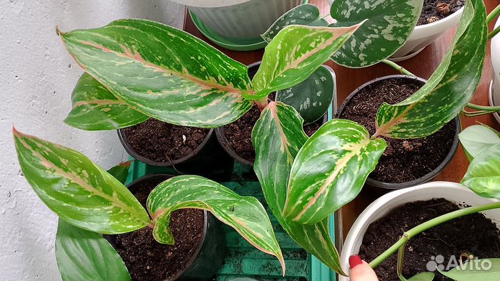 Аглаонема батерфляй