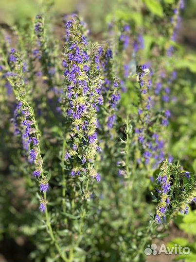 Тархун,Душица,Иссоп,Луки,Любисток,Мята