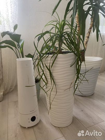 Пальма нолина