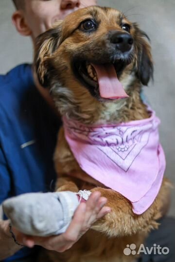 Красивейшая молодая Адель. Собака ищет дом