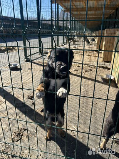 Коротколапик с деформацией челюсти в опасносности