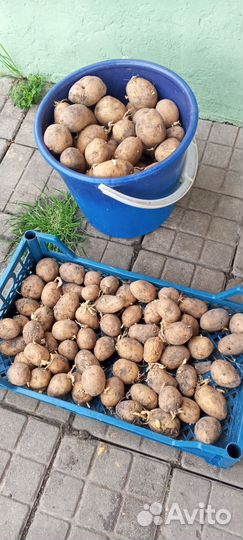 Картофель на посадку