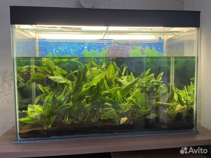 Аквариум