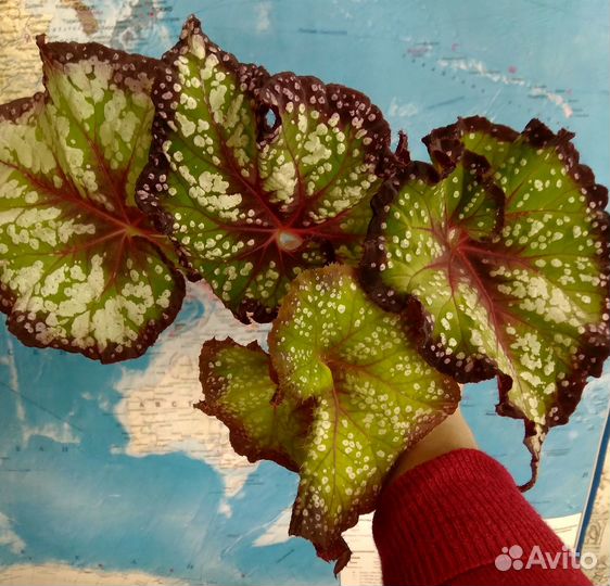 Бегонии королевские