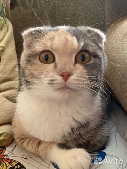 Отдам кошку