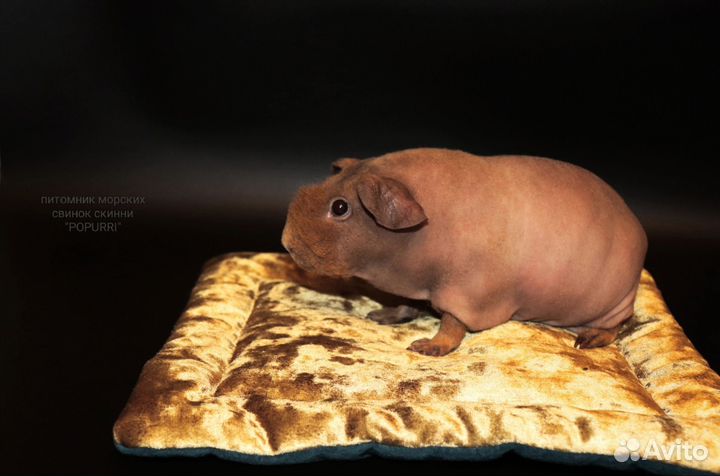 Морская породистая свинка скинни