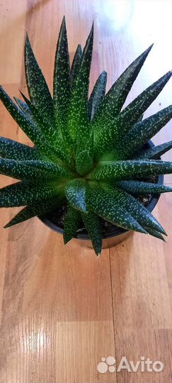 Алоэ остистое (аристата)