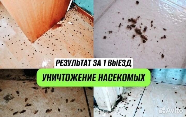 Уничтожение тараканов клопов дезинфекция