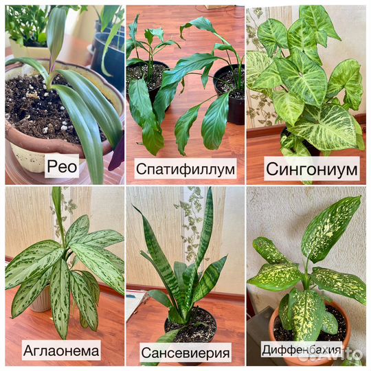 Комнатные цветы диффенбахия спатифиллум рео