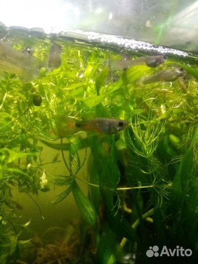 Аквариумные рыбки гуппи