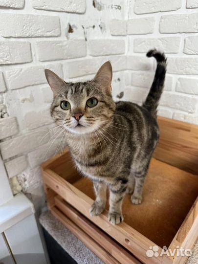 Котики с приюта