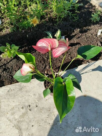 Антуриум Ливиум