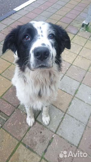 Собака в добрые руки