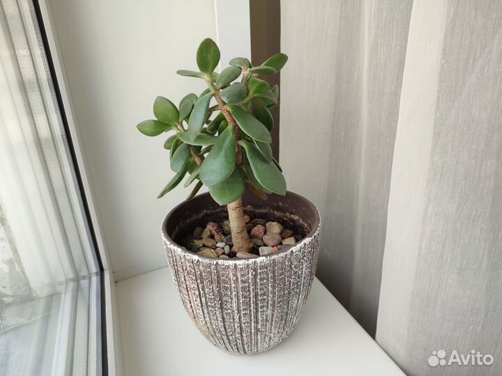 Денежное дерево толстянка крассула