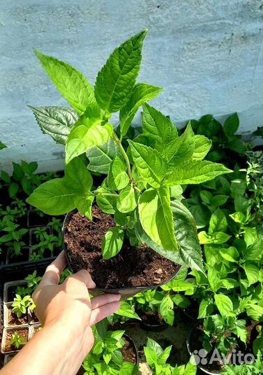 Саженцы белой крупнолистной гортензии