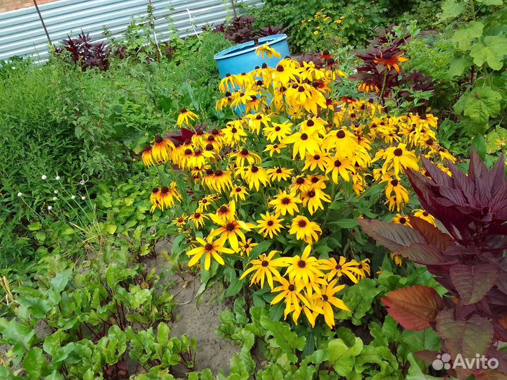 Луковицы, многолетники