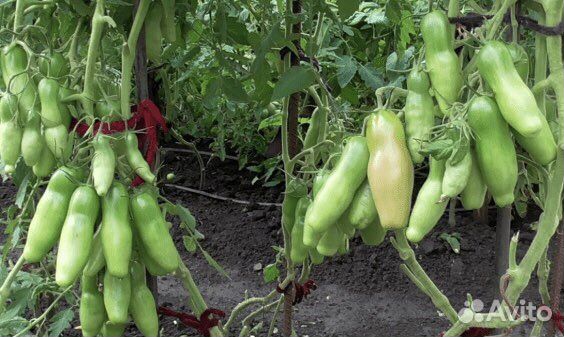 Семена томата Казанова