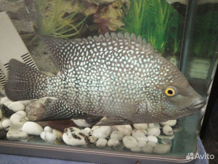 Рыбы цихлиды