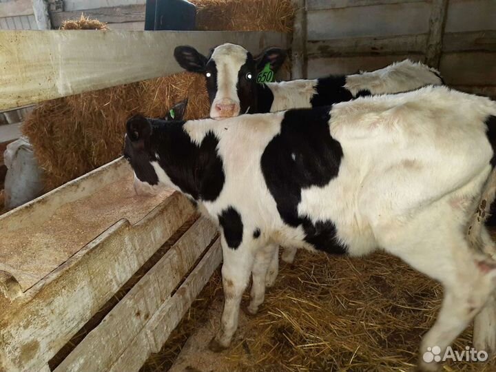 Отпоины Бычки и быки телки