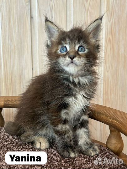 Котята Мейн Кун