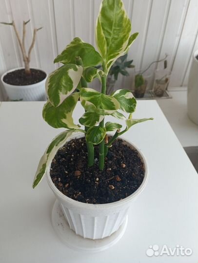 Педилантус вариегатный