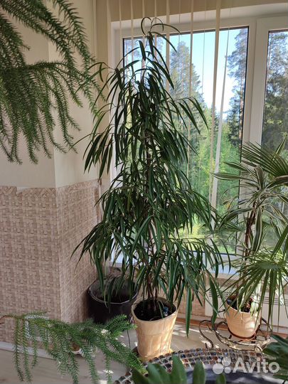 Фикус Али Амстел Кинг кактус эхинопсис