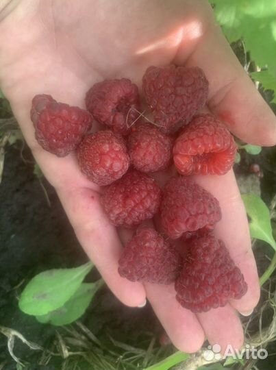 Саженцы малины Амира