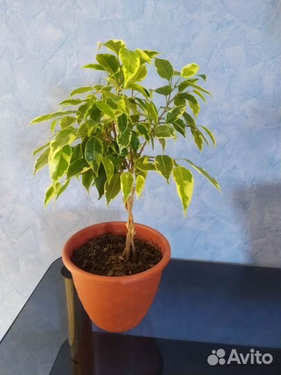 Фикус бенджамина