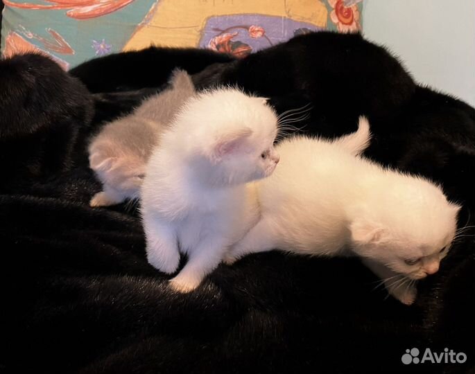 Шотландская