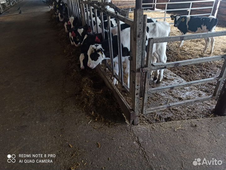 Телята бычки и