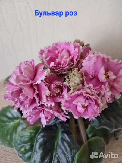 Сортовые фиалки