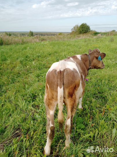 Продаётся бычок 5 мес