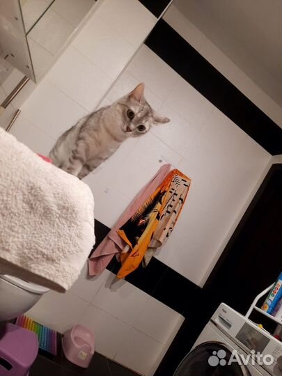 Отдам в хорошие руки кошку