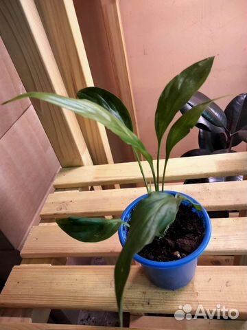 Спатифиллум Шопен