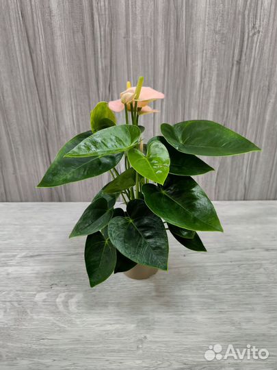 Антуриум Андреанум Спирит (Anthurium Spirit)