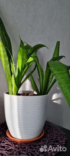 Сансевиерия