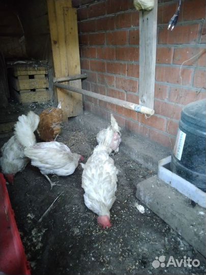 Куры несушки