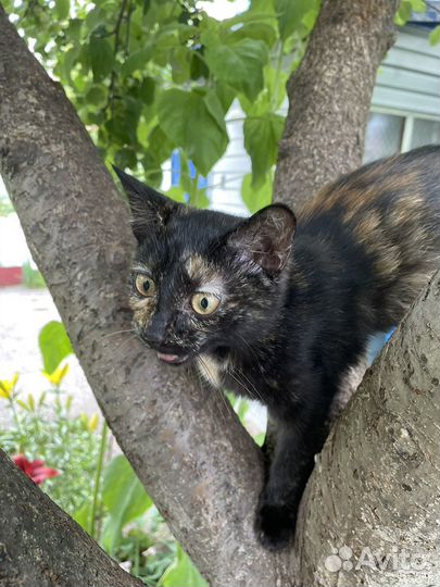 Кошечка 2.5 месяца