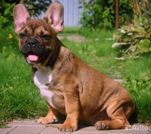 Бомбический мальчик француз