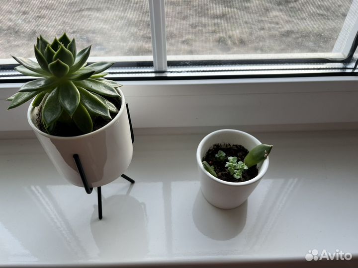 Суккуленты