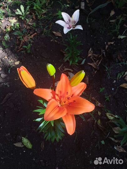 Аллилум (Декоративный лук) (торг)