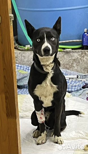 Голубоглазый метис хаски/стаффорда очень ищет дом