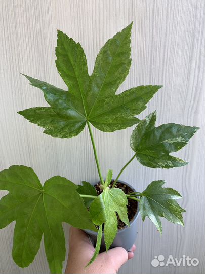 Редкие растения