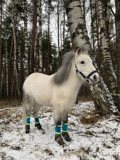 Катание на лошадях