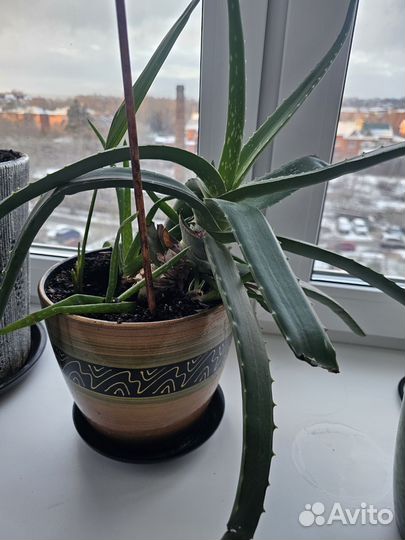 Алоэ лечебный