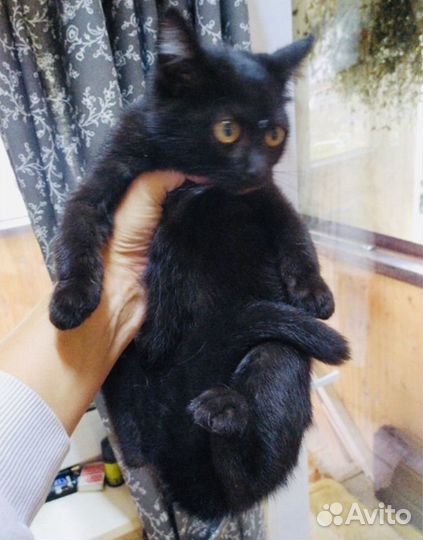 Котенок девочка 3 мес