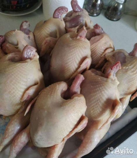 Домашние курочки,петушки, утки, индейка, перепела