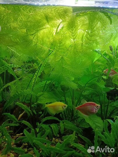 Аквариумное растение лимонник,криптокорина