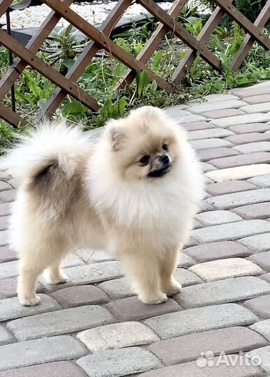 Померанский шпиц