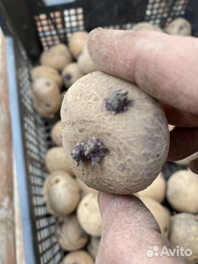 Семенной картофель